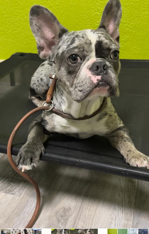 The K9 training Academy West Palm