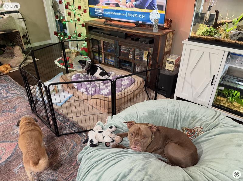 Plenty of space for a giant dog bed, a little space to stretch, and food and water bowls. He can be in the action but safe from rough-housing siblings and limiting his activity while he heals.