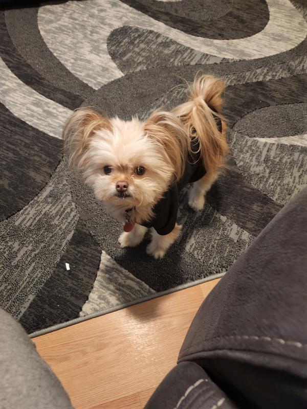 Get my treat