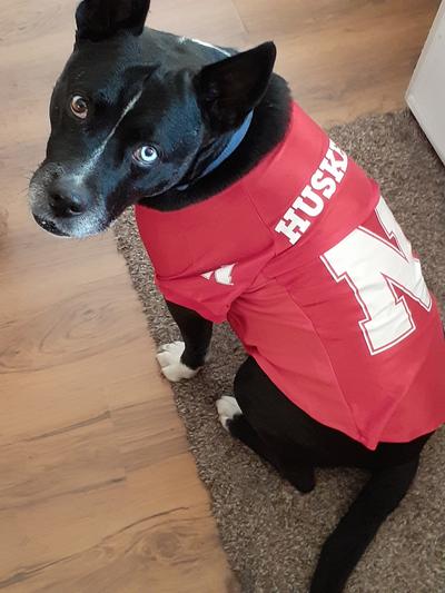 NCAA College Arkansas Razorbacks Mesh Jersey for DOGS & CATS, Large.  Licensed Big Dog Jersey with your Favorite Football/Basketball College Team  Arkansas Razorbacks Large