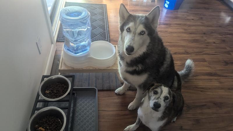 Barely got them to stay still long enough to snap a picture. They wanted to dig in immediately
