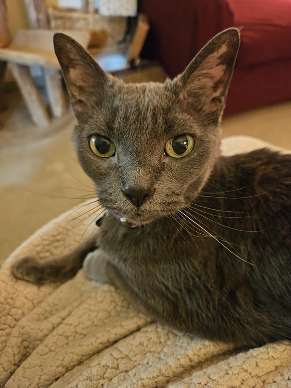 Vital Essentials Salmon Bites Freeze-Dried Raw Cat Treats