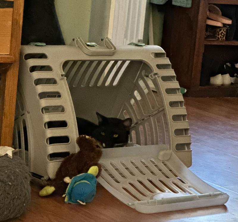 My cat enjoying the new carrier! He won't leave!