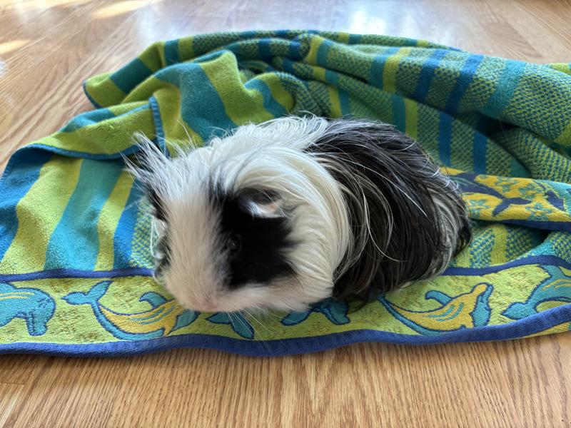 Lennie post “bath”