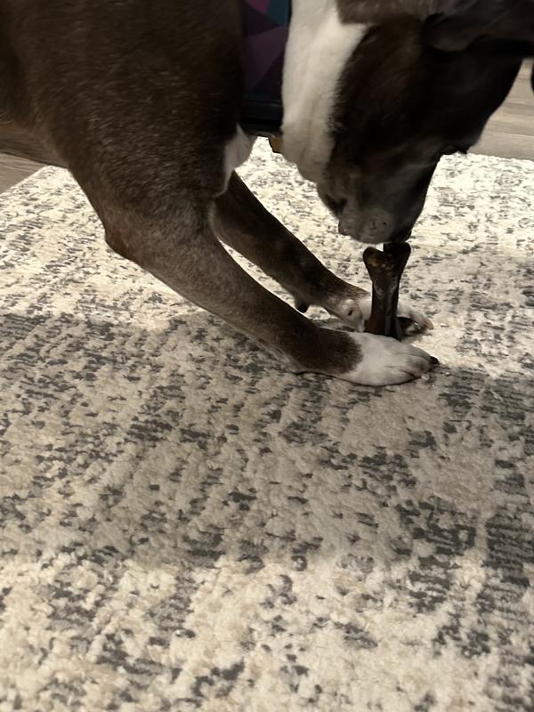 Scout pondering what to do with this new treat