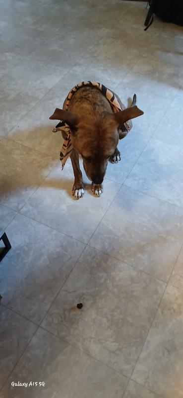 He is drooling waiting to be released to have that nibble, in front of him on the floor.