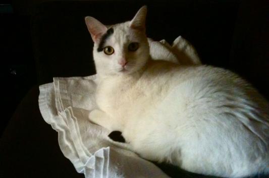 I've quit vomiting thanks to grain-free, wet food. YAY!!!