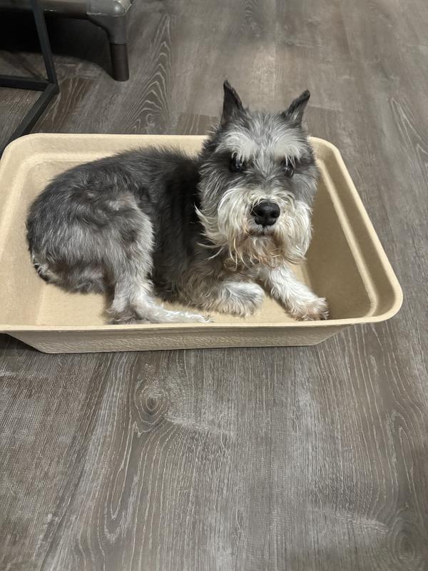 18lbs dog can fit inside it