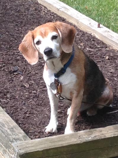 Who, me? Do you have a treat for me, or a walk?