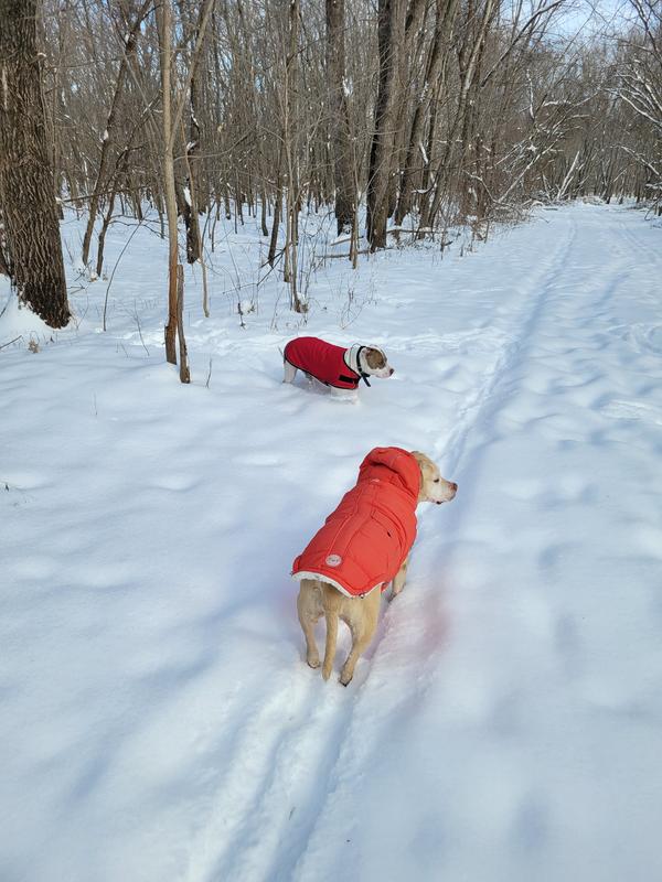 Staffordshires- Well, the one in the orange is mixed..