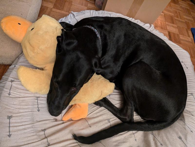 FRISCO Duck Plush Squeaky Dog Toy, Small/Medium