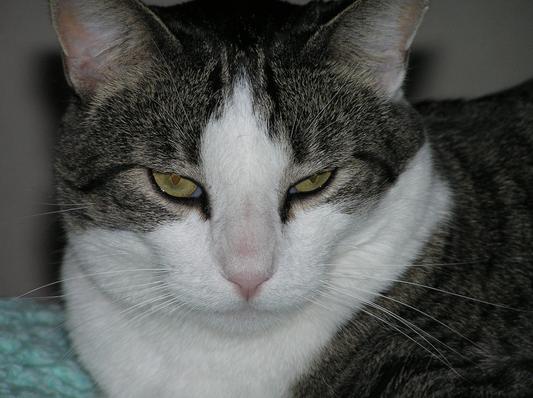 Cato