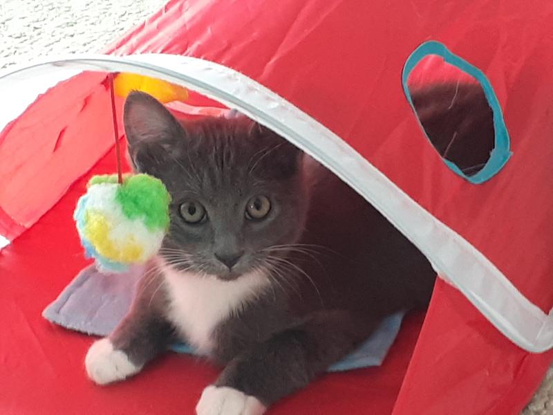 Just for cats hide outlet and play activity tent