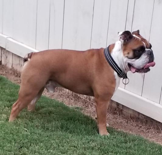 NOW: Healthy fur, no pain, good posture.