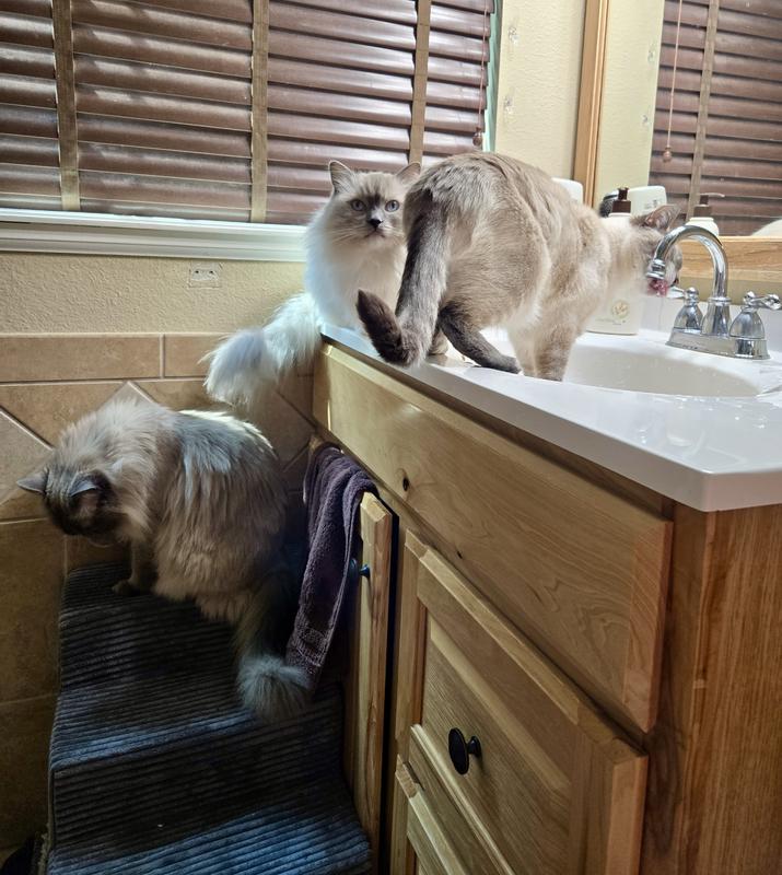The whole gang using the stair!