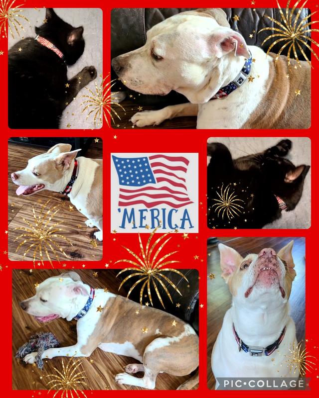 Buckle-Down American Flag Dog Collar, Large