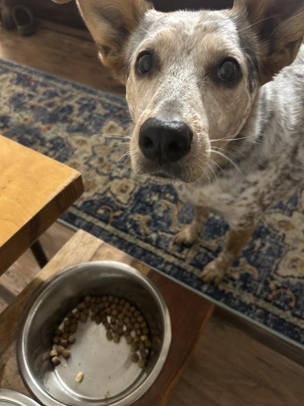 Was able to get Pepper to take a break, but not Patsy