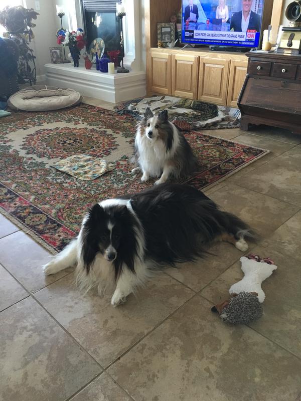 MERRICK Healthy Grains Healthy Weight Recipe Dry Dog Food, 4lb bag