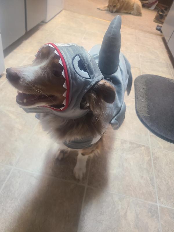 (Most vicious and cutest shark)