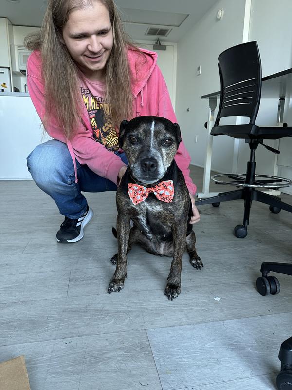 Onyx, an 8 year-old female pittie mix, in her new bow (feat. my roommate)