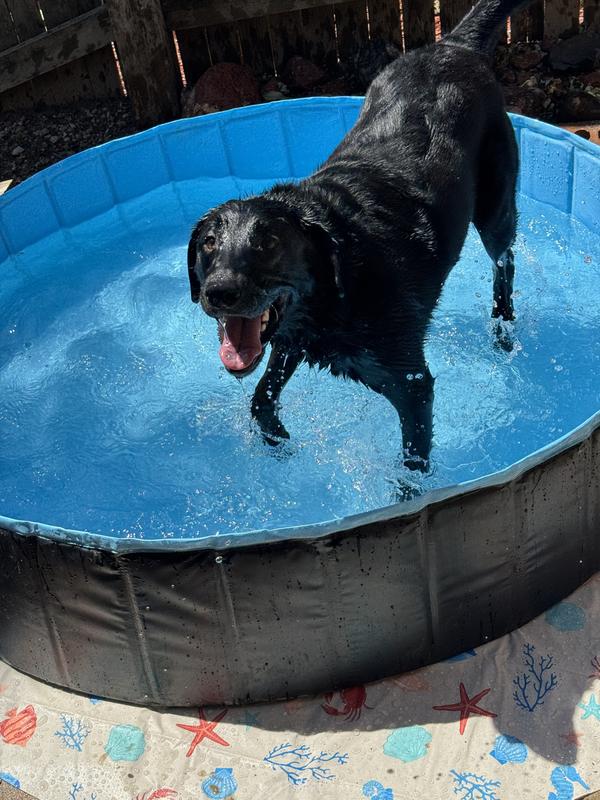 Pool Pawty!