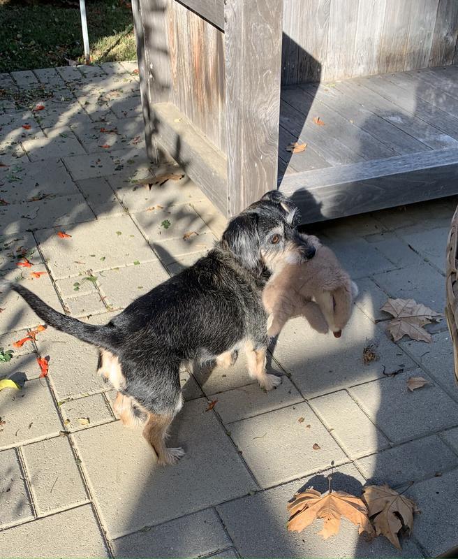 Outside playtime with FluffBunny