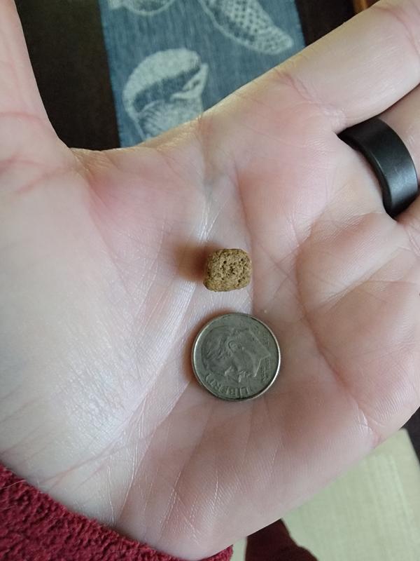 For context, a dime next to the pellet size.