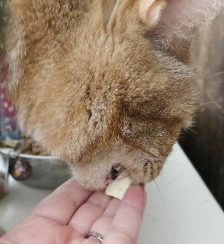 Willow (the pickiest cat) loves them!