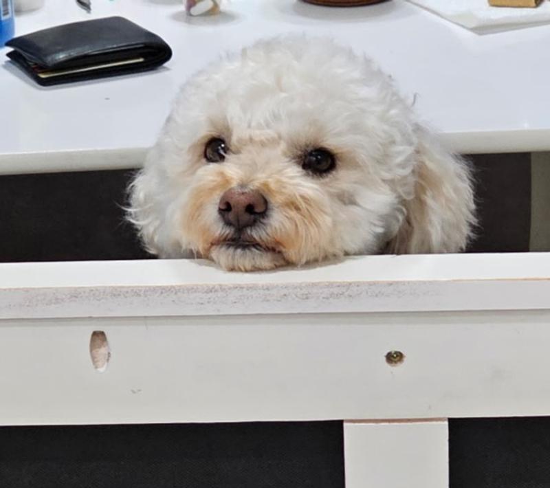 Waiting for his treat