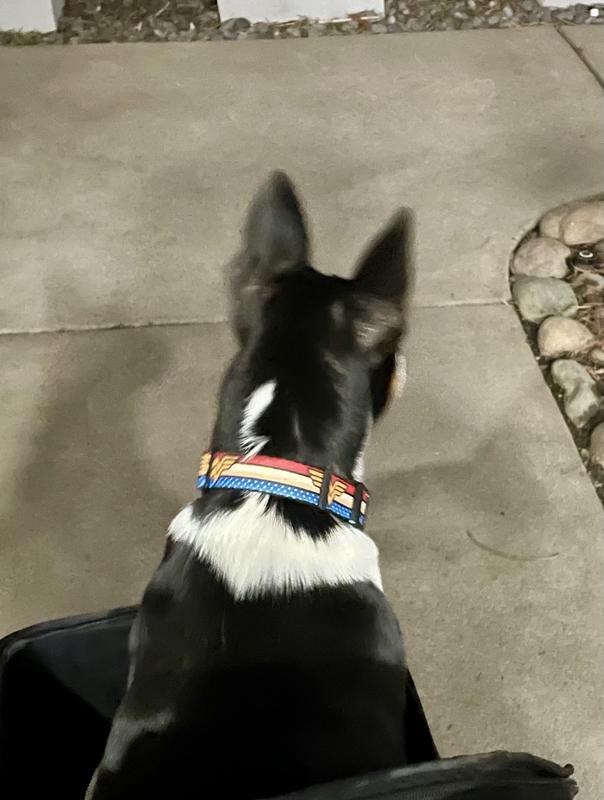 Miss Izzy sporting her Wonder Woman collar