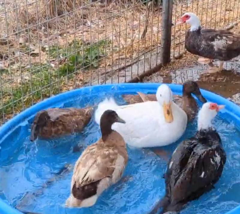 6 mixed breeds of over 50 ducks