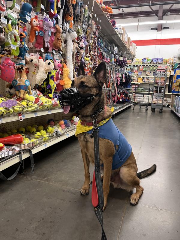 American kennel club anxiety vest store