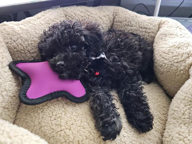 ASPEN PET SelfWarming Bolster Cat & Dog Bed, Warm Spice/Cream, 19in