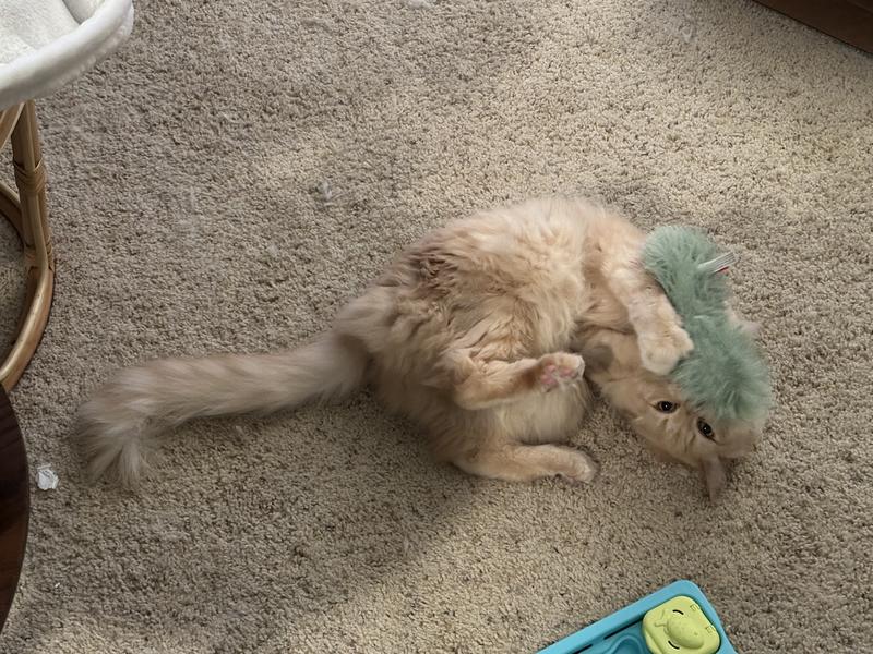 Sunny playing with the toy