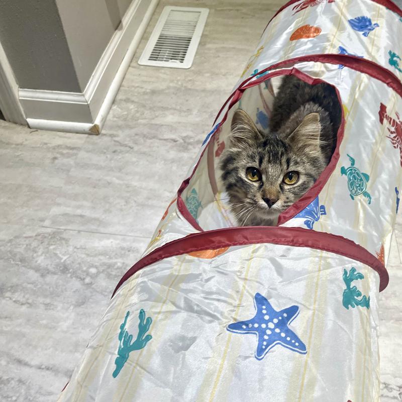 Patches in tunnel looking out of middle hole.