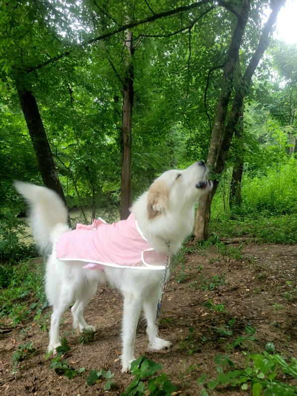 Great pyrenees raincoat shop