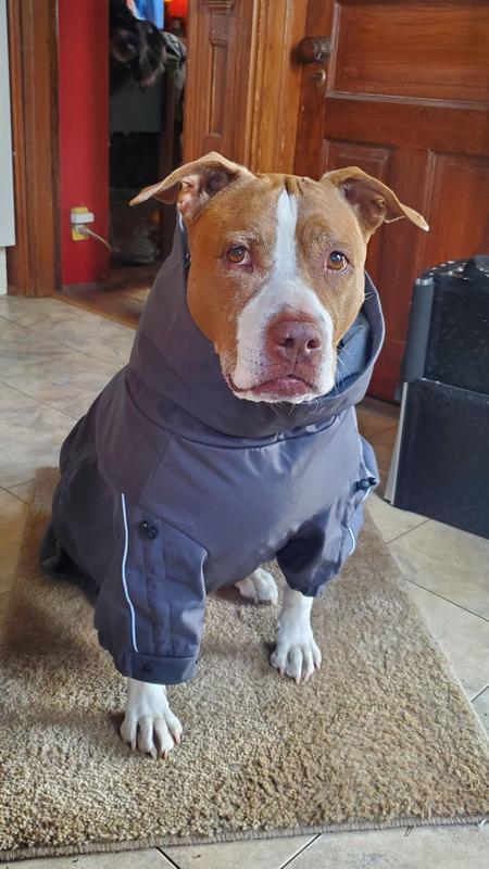 Frisco All Weather Bonded Dog Suit with Knit Snood