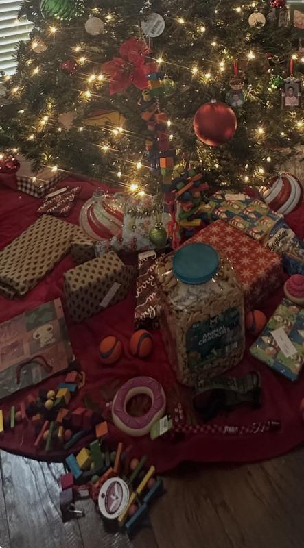 Santa brought Rosie a present