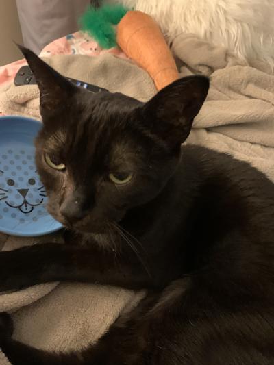 Scout and her empty bowl.