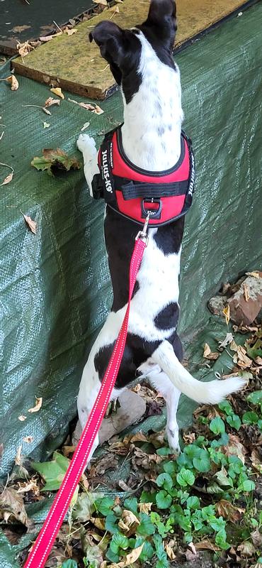 My new harness upright pose!!