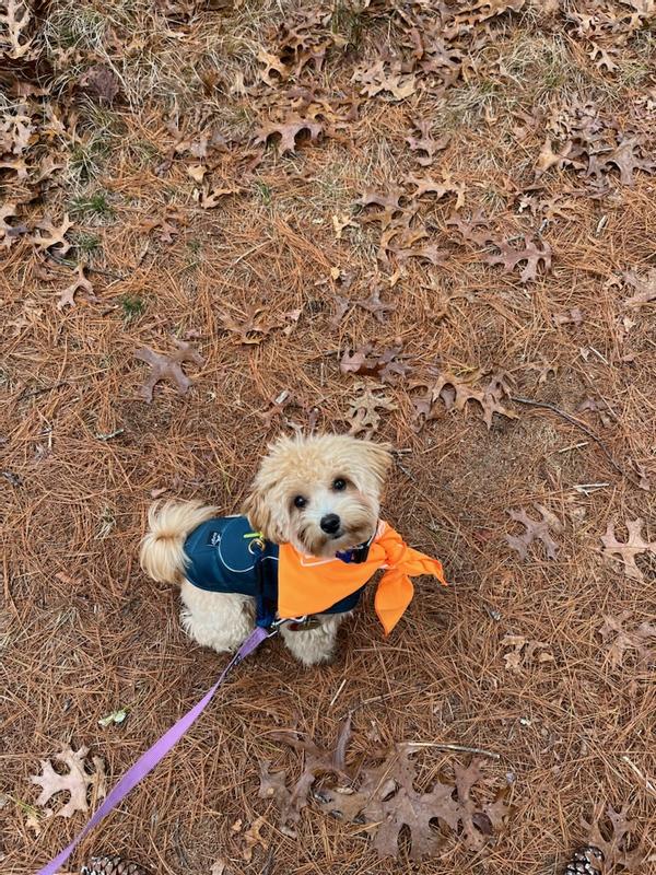 Carmy on a fall hike in his vest