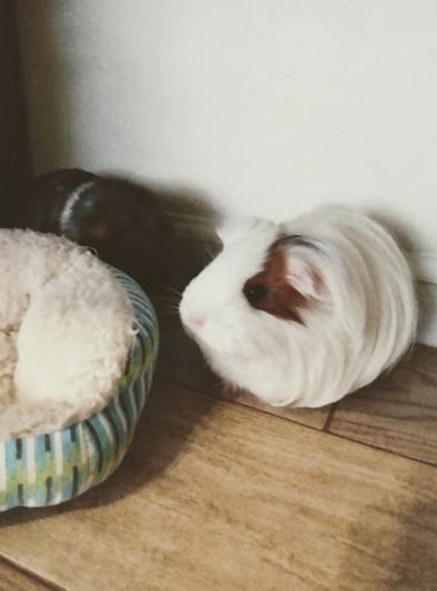 Princess - Silkie