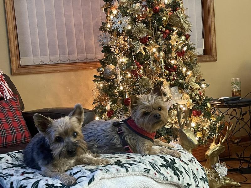 Xmas Pups!