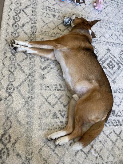 Feeling relaxed now that his digestion has improved :)