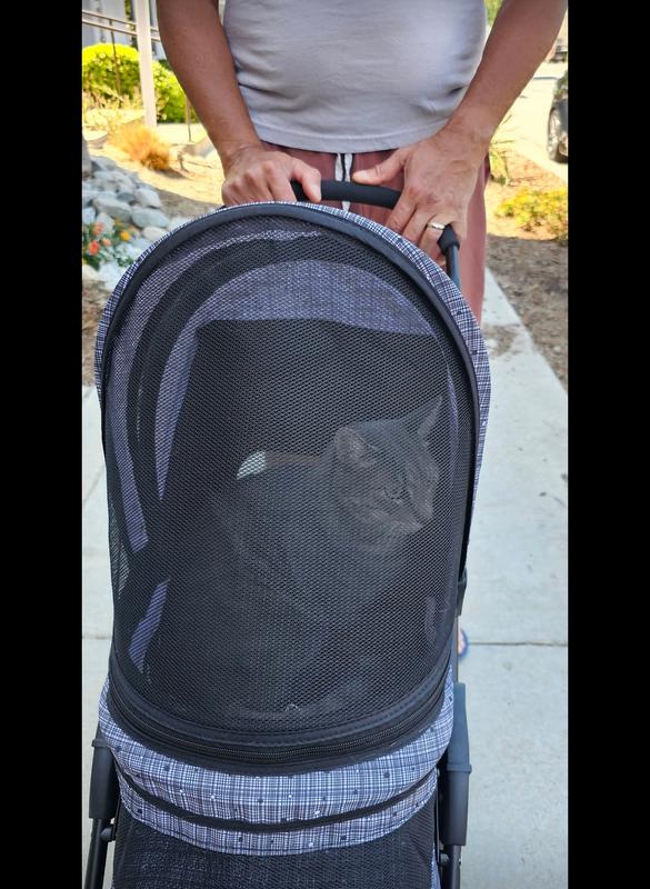 Bjorn enjoying his walk!