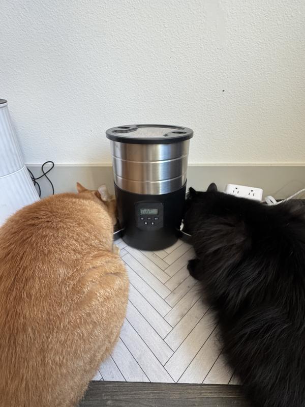 My two cats and the dual auto feeder