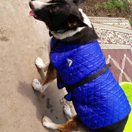 Hyperkewl evaporative best sale cooling dog coat