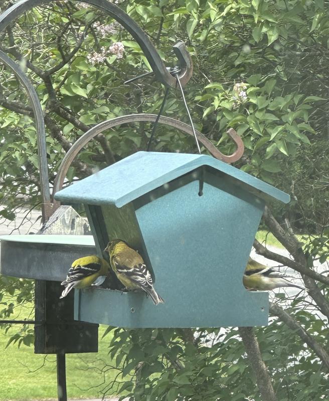 Lots of good stuff in this mix and my birds seem to love it!