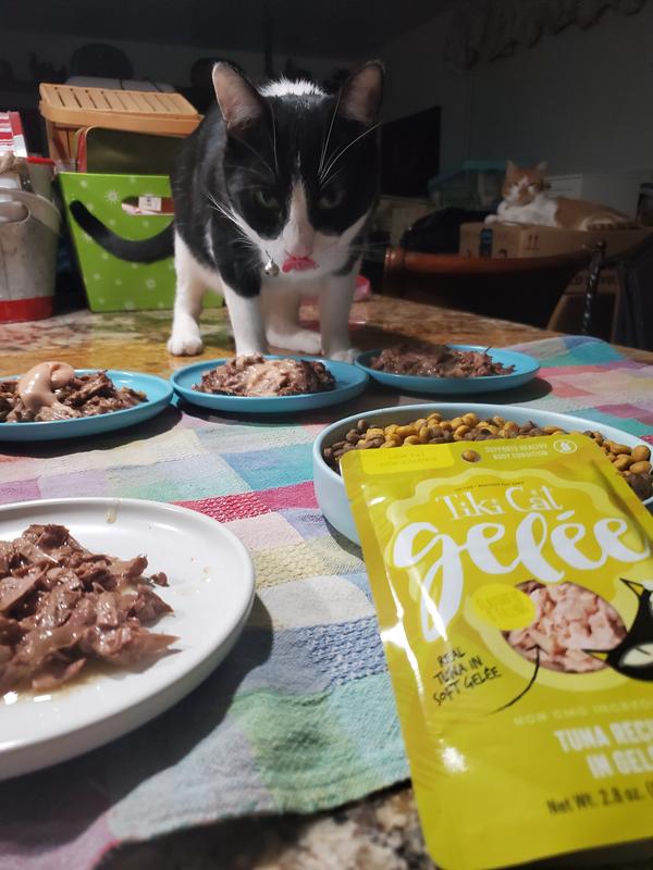 Kitty was excited for Tiki Cat on his dinner.
