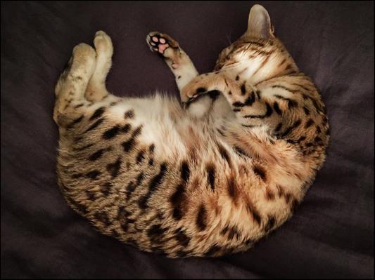 #catnapping